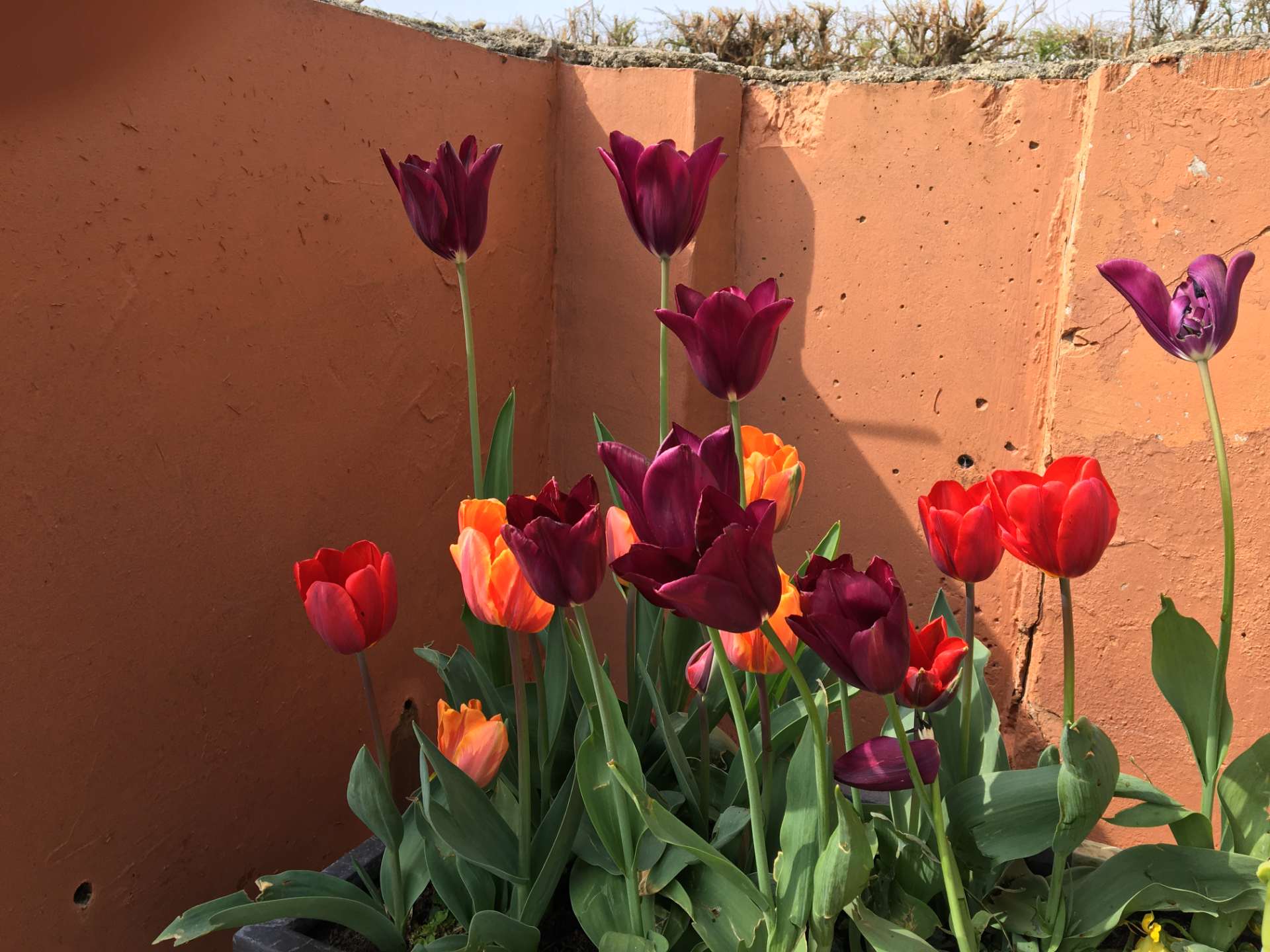 Colorful tulips in garden pot