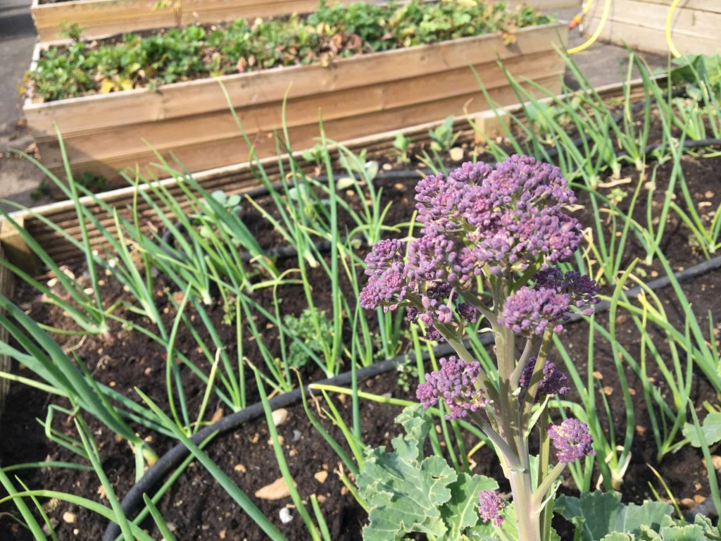 Purple flowering plant among onions