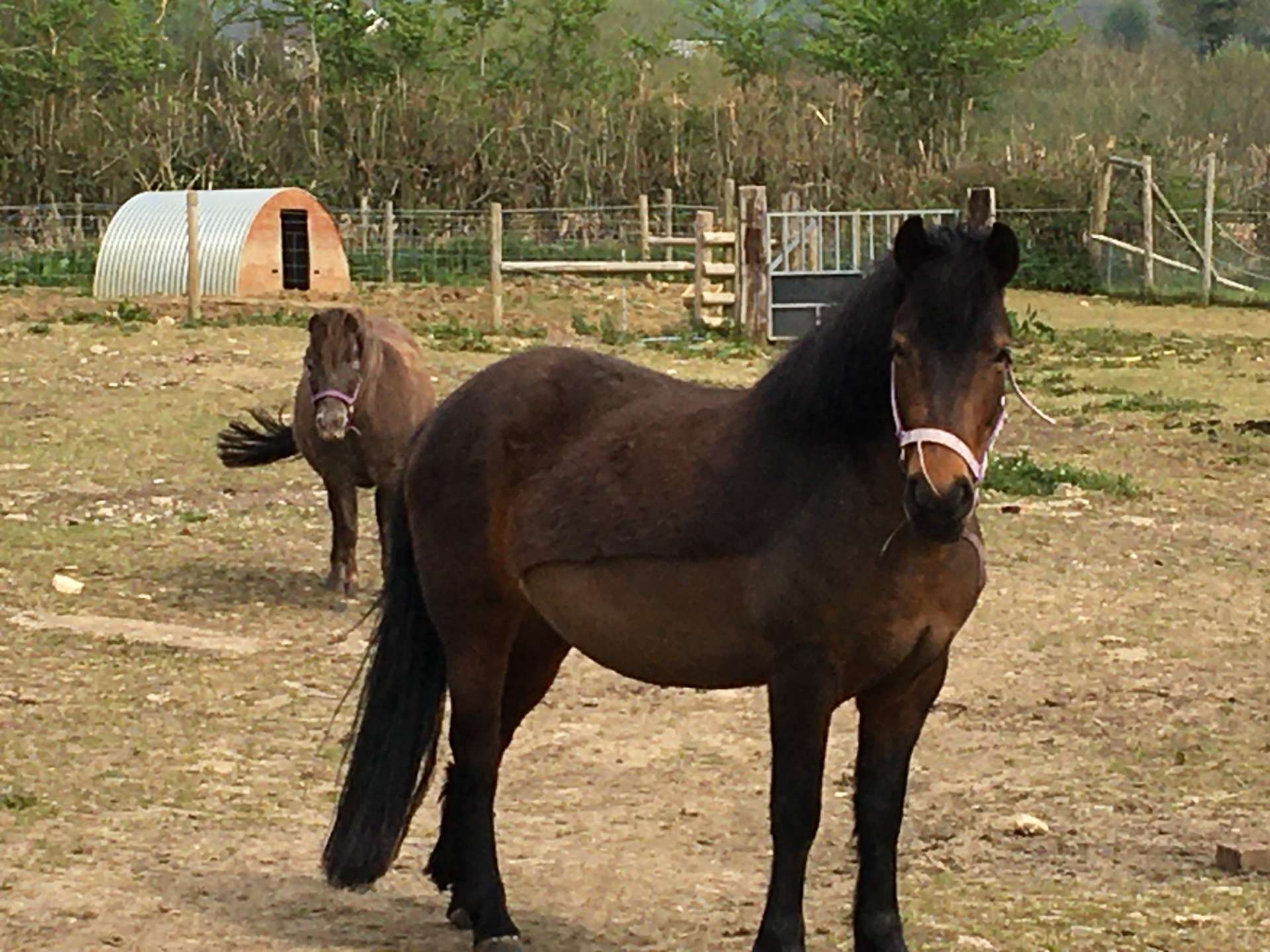 Two horses in a pasture