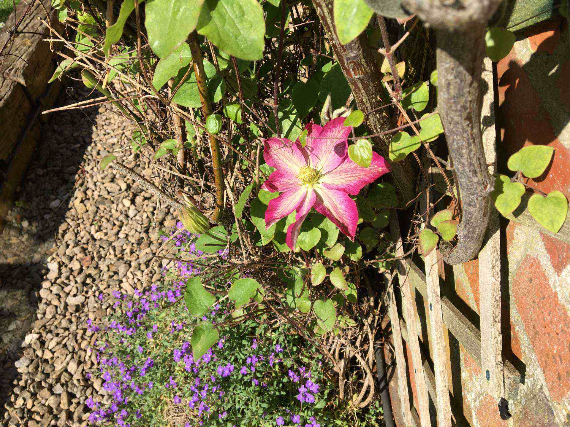 Colorful flower among greenery