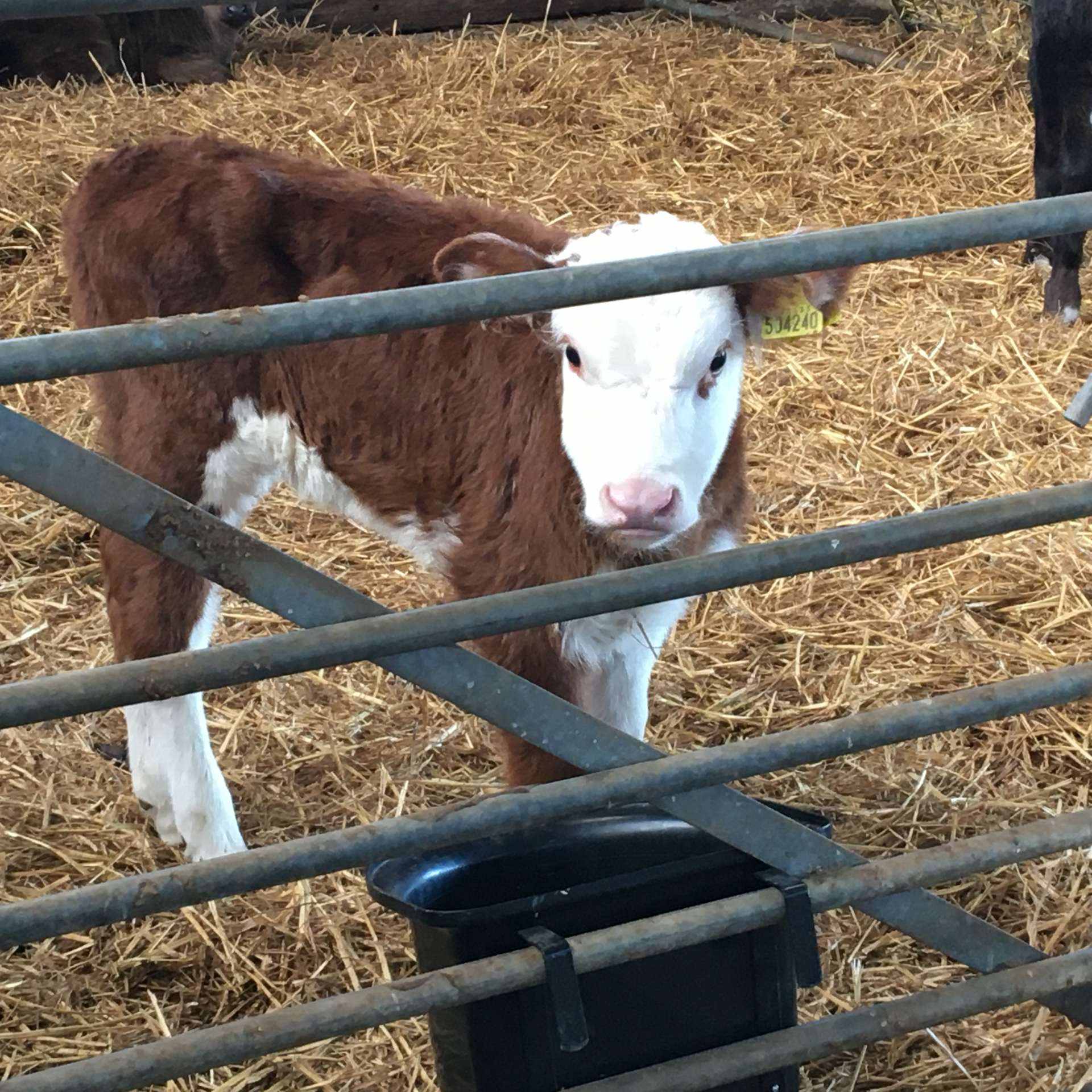 Brown and white calf in barn