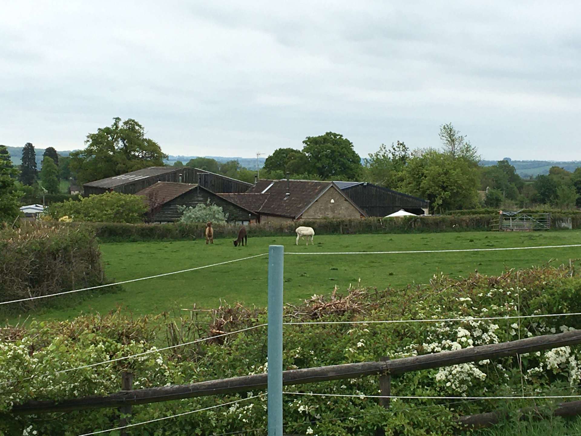 Horses grazing in green pasture