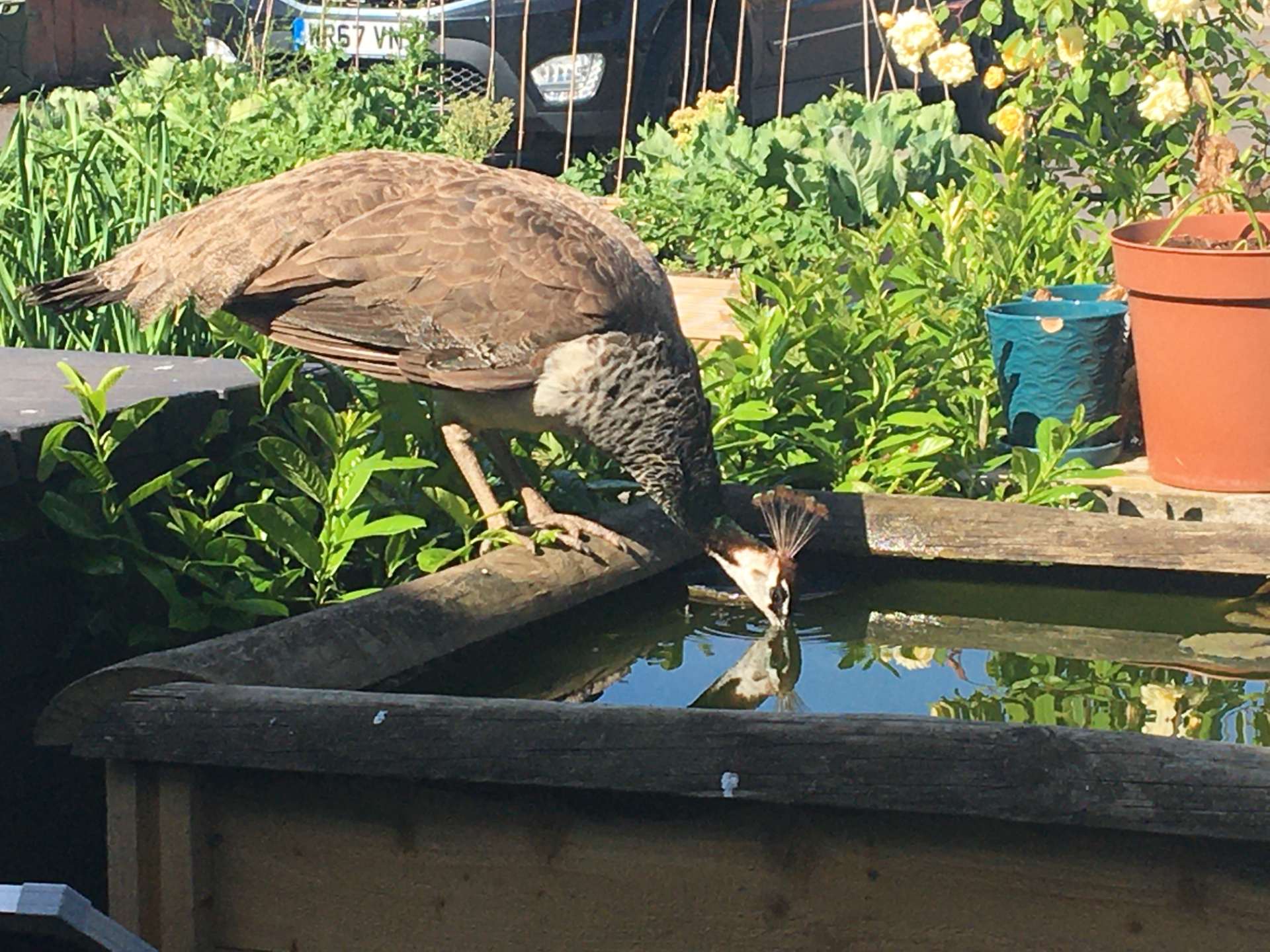 Bird drinking from water source