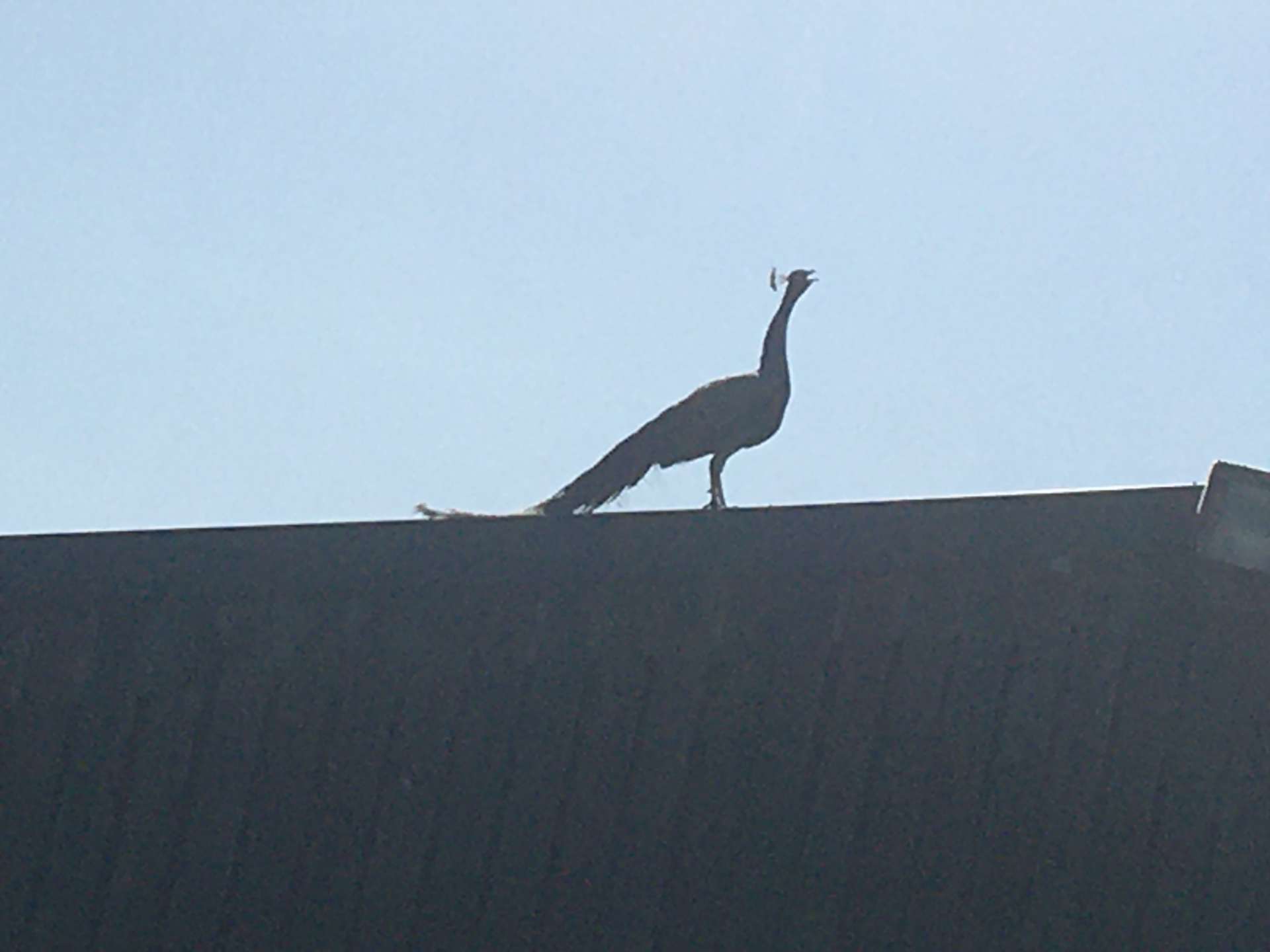 Peacock standing on roof