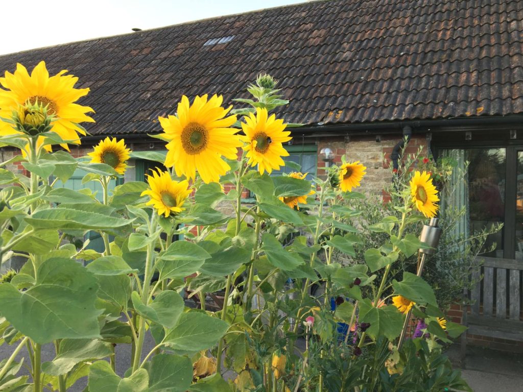Sunflowers in garden setting