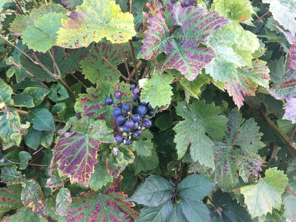 Colorful grape leaves and berries