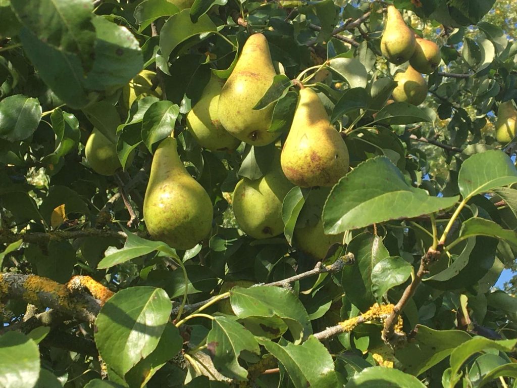 Green pears on tree branches