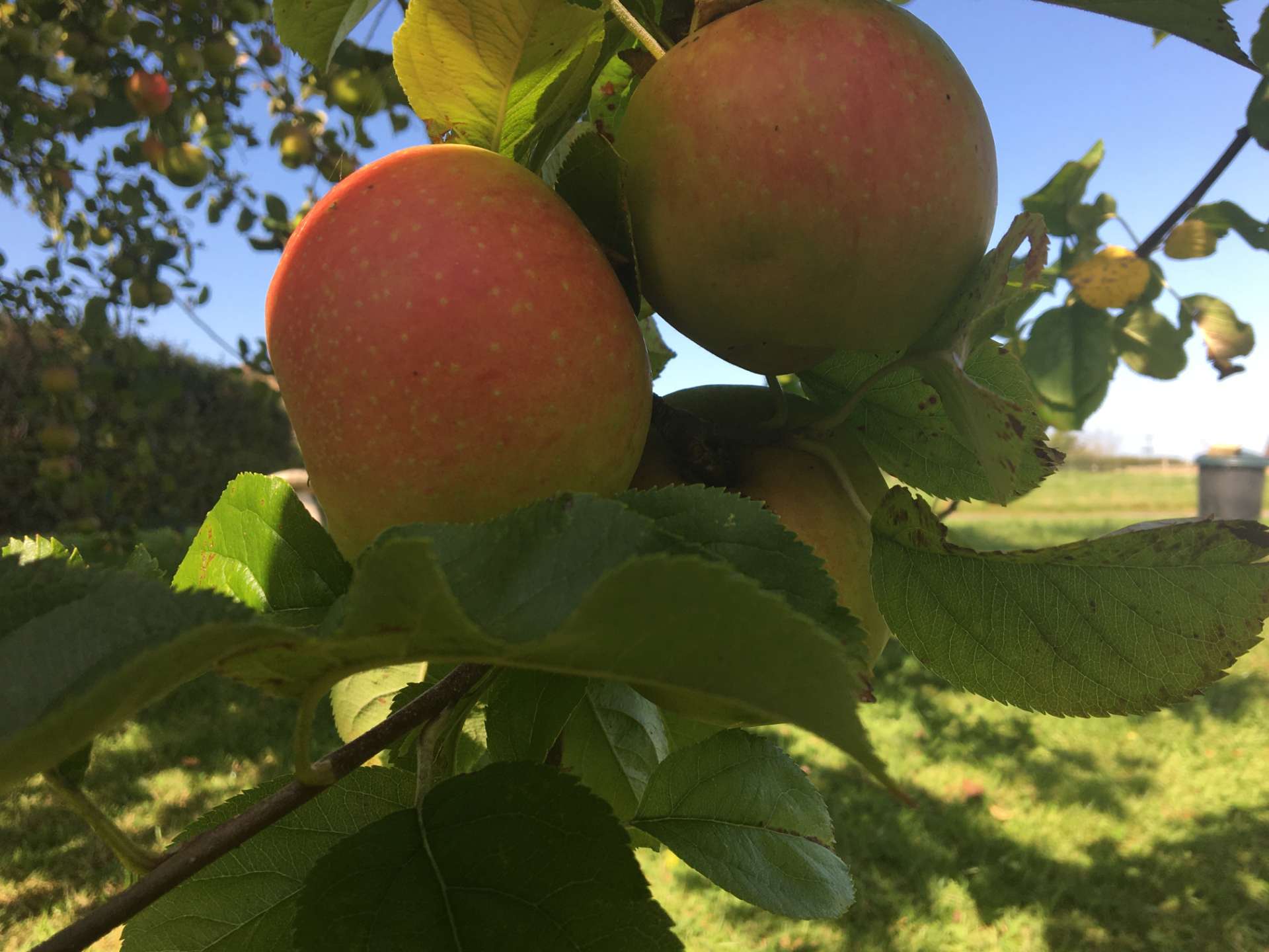 Apples on a tree branch