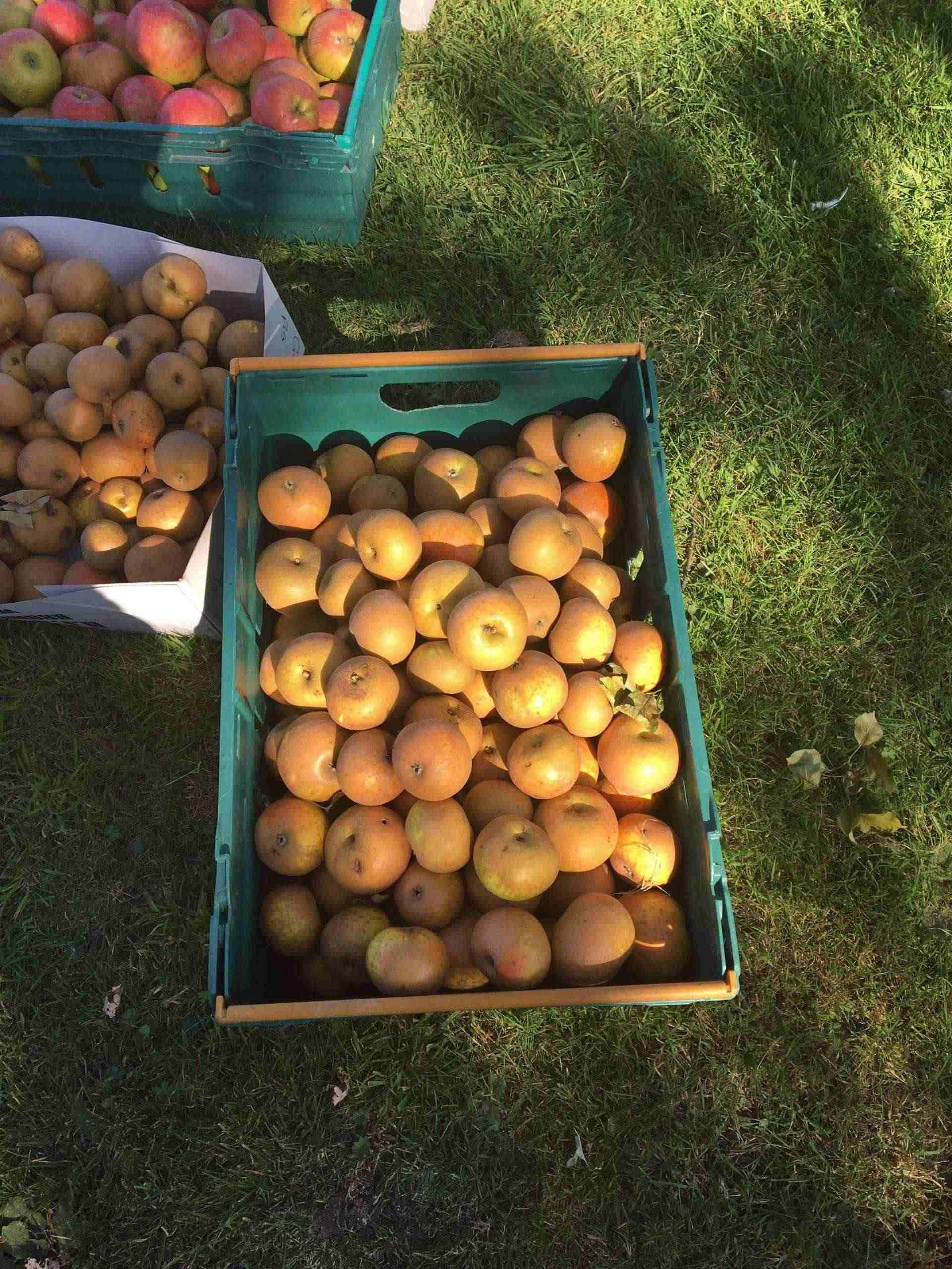Crate filled with yellow apples