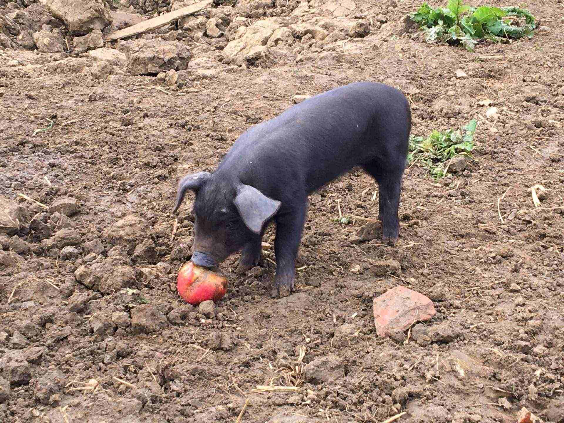 Pig chewing on an apple